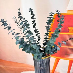 preserved eucalyptus bunch，dried eucalyptus bundle，dry flower arrangement，home decor，weddinng eucalyptus decor，eucalyptus for vase filler