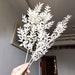 dried Italian ruscus leaf branches，preserved white  leaves branches，dried flowers arrangement，home decor，wedding  bouquet decor 