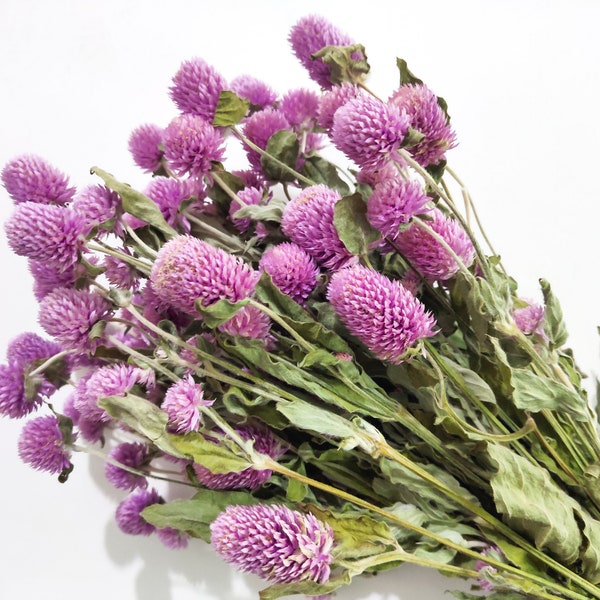 Trockene Gomphrena Blume Globe Amaranth, primäre Farbe lila-weiß Bouquet, getrocknete Blumen Blumenarrangement, Handwerk Versorgung Haus & Hochzeit Dekor