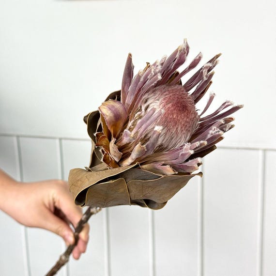 ドライプロテアの花の茎、天然バンクシアのプリンセスブランチ、ドライ