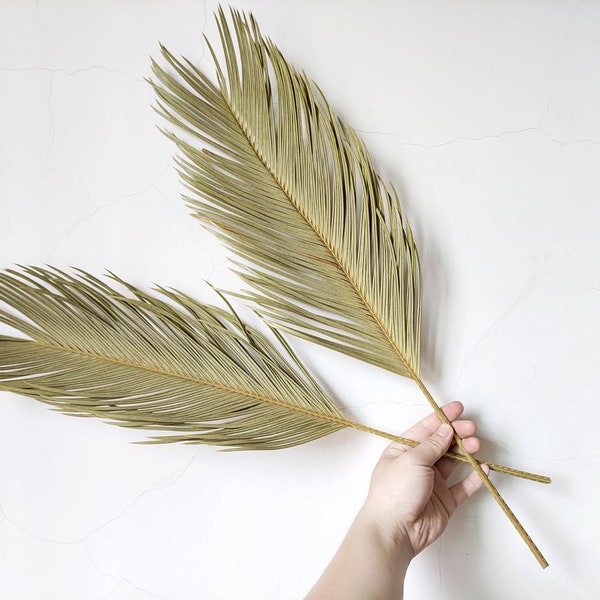 feuilles de palmier sagou séchées, branches de feuilles de palmier cycas naturelles, feuilles de palmier séchées pour vase, arrangement des fleurs séchées, ornement de la maison, décoration de mariage