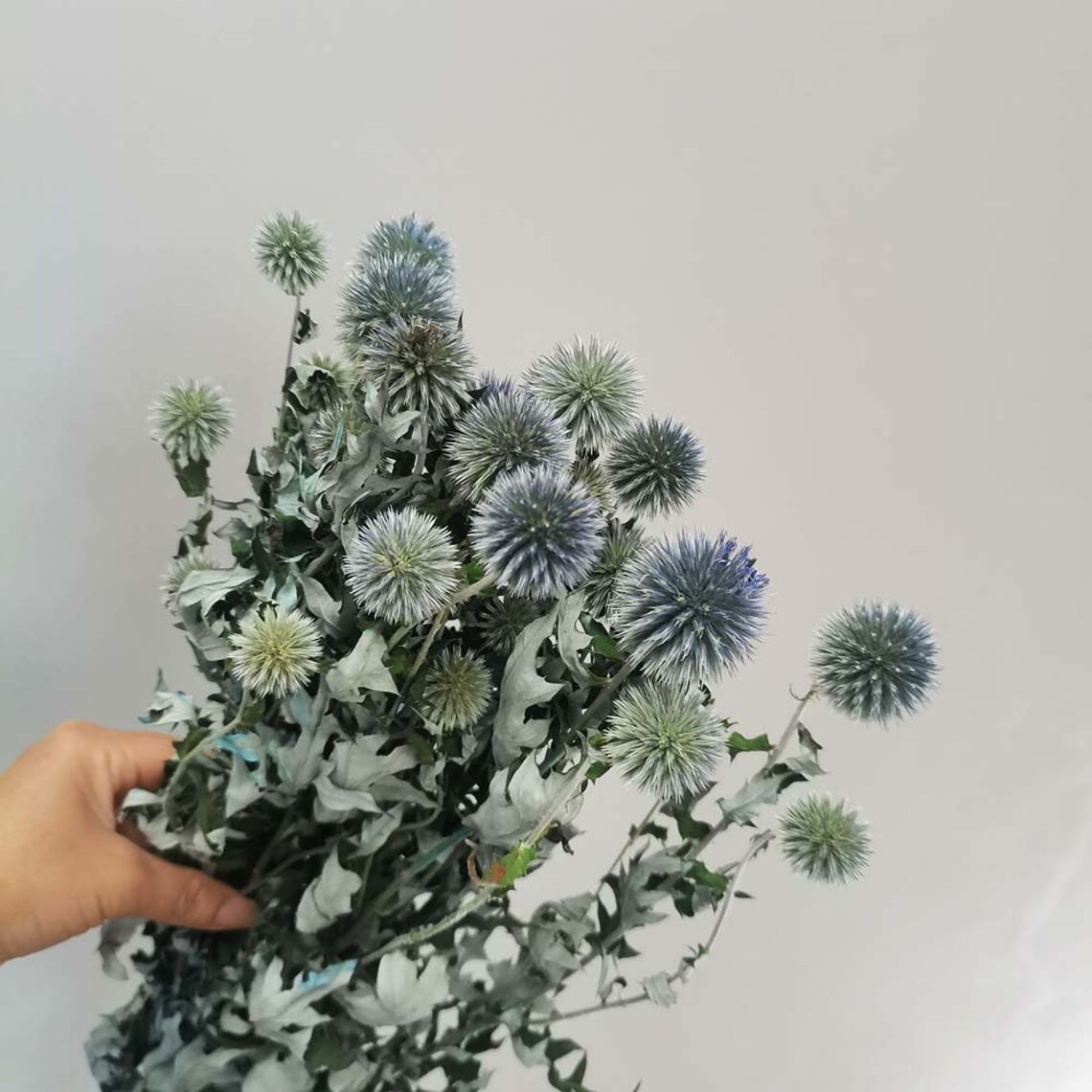 Natural Globe Thistle Bunch Dried Echinop Ballsdried Flowers Etsy