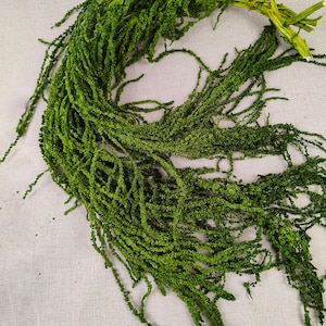 5 sticks  Hanging Amaranthus，Hanging Amaranthus bunch，hanging wall decor，arch flower decor，dry flowers  arrangement，wedding decor