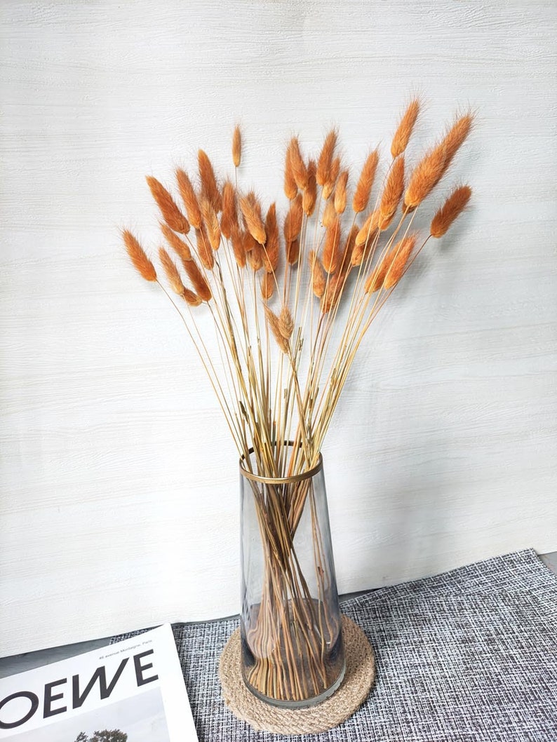 dark orange lagurus grassdried bunny tails grass bundlegrass bouquet for vase DIY craft supportwedding grass decor image 5