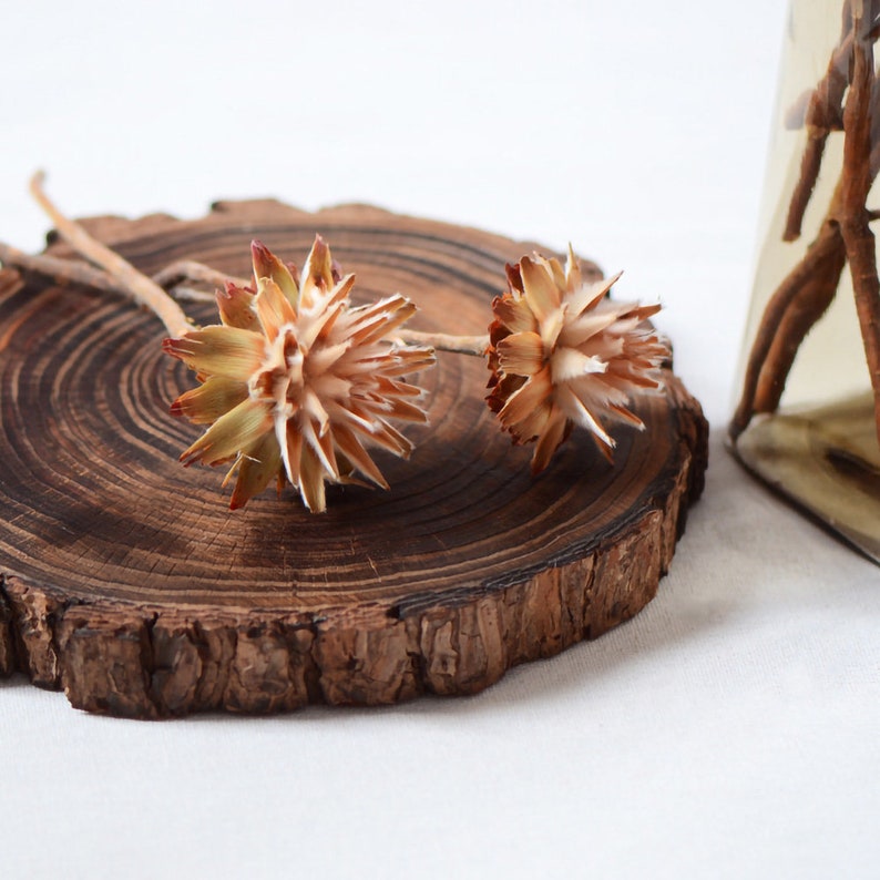 Op de afbeelding: Twee gedroogde bloemkoppen met een lichtbruine kleur en een stekelige textuur zijn gerangschikt op een houten schijf. De schijf is van natuurlijke houtkleur met een ruwe schorstextuur.