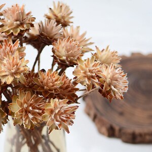 Op de afbeelding: Een boeket gedroogde bloemen in tinten bruin en beige. De bloemen hebben een delicate, vederachtige textuur en zijn in een vaas gerangschikt.