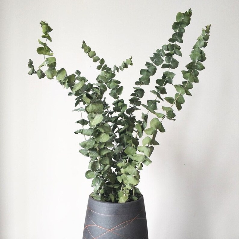 Dried Eucalyptus Brancheseucalyptus Branches for Dried Floral Etsy