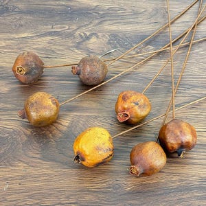 5/10 dried Pomegranate branch，natural fruits，dried flower for vase filler，boho home decor，dry flower arrangement，dry fruits decor，DIY craft image 7