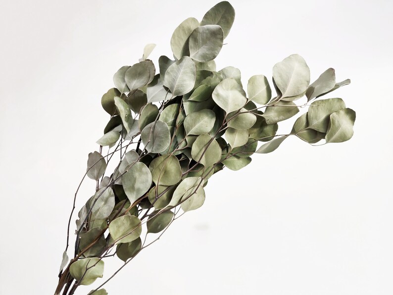 Dried Eucalyptus Silver Dollar eucalyptus branches Etsy