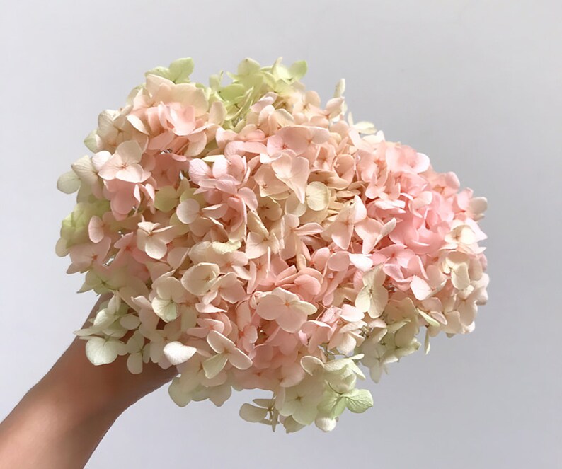 Gradient Dry Hydrangea Hydrangea Dried Flowers Embossed - Etsy