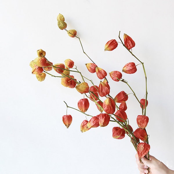 Real Dried Physalis branches，natural lantern fruit branches，dry flowers for vase，DIY craft supply，home decoration，wedding decor