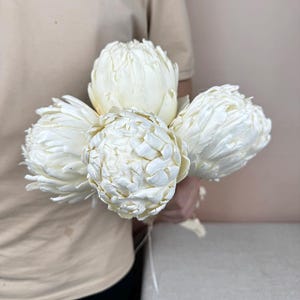 bleaching white protea stme，Preserved flower balls，dry flower arrangement，vase filling， centerpiece decor，wedding flower decor，Home Decor