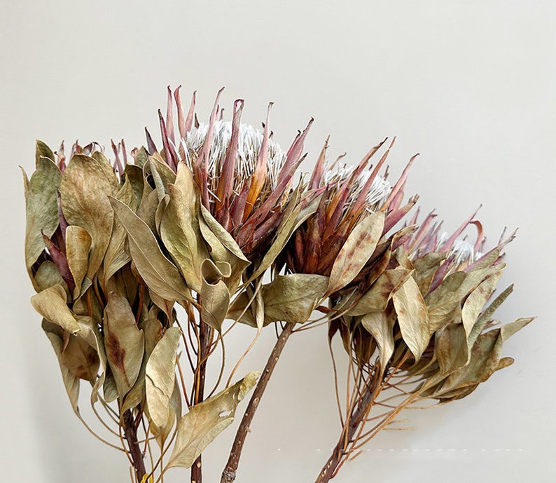 dried protea king flower1 stemsnatural protea stemsdry flower arrangementflower for vase fillingwedding plantfdry flower art image 3