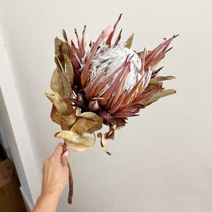dried protea king flower1 stemsnatural protea stemsdry flower arrangementflower for vase fillingwedding plantfdry flower art image 4