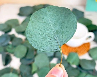 100 pcs Preserved Silver Dollar Leaves, Dried Eucalyptus Leaves, Table Decor, DIY craft supply, Wedding Toss,Home/Wedding Eucalyptus Decor