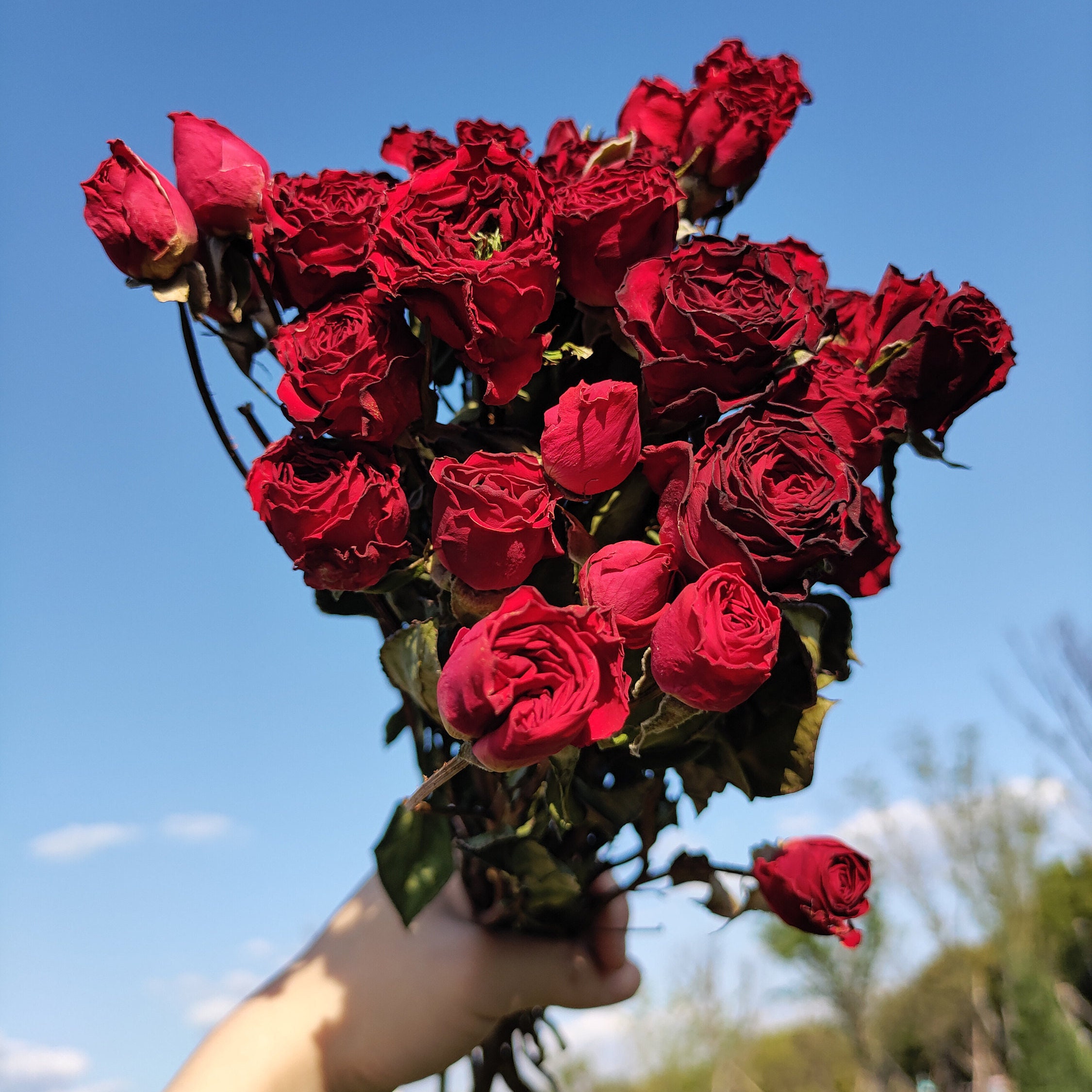 Dried Red Rose Flowers Bouquetnatural Rose Flowers Etsy