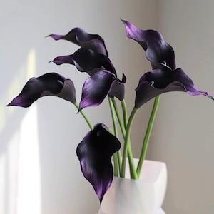 Könnte beinhalten: Ein Strauß dunkelvioletter Calla-Lilien in einer weißen Vase. Die Blüten haben eine tiefe, fast schwarze Farbe mit violetten Farbtönen an den Rändern. Die Stiele sind grün, und die Vase hat ein schlichtes, modernes Design.