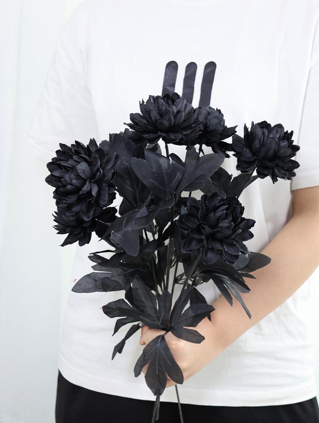 ブラキステルマ・タヴァラ black flower， Ludewa， Tanzania 7.5cm鉢