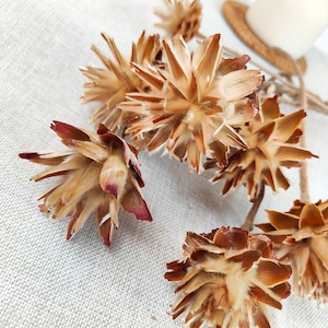 natural wood chrysanthemum ,dried feather chrysanthemum flower ,dried flower arrangement  vase filler,centerpiece，home wedding decoration，