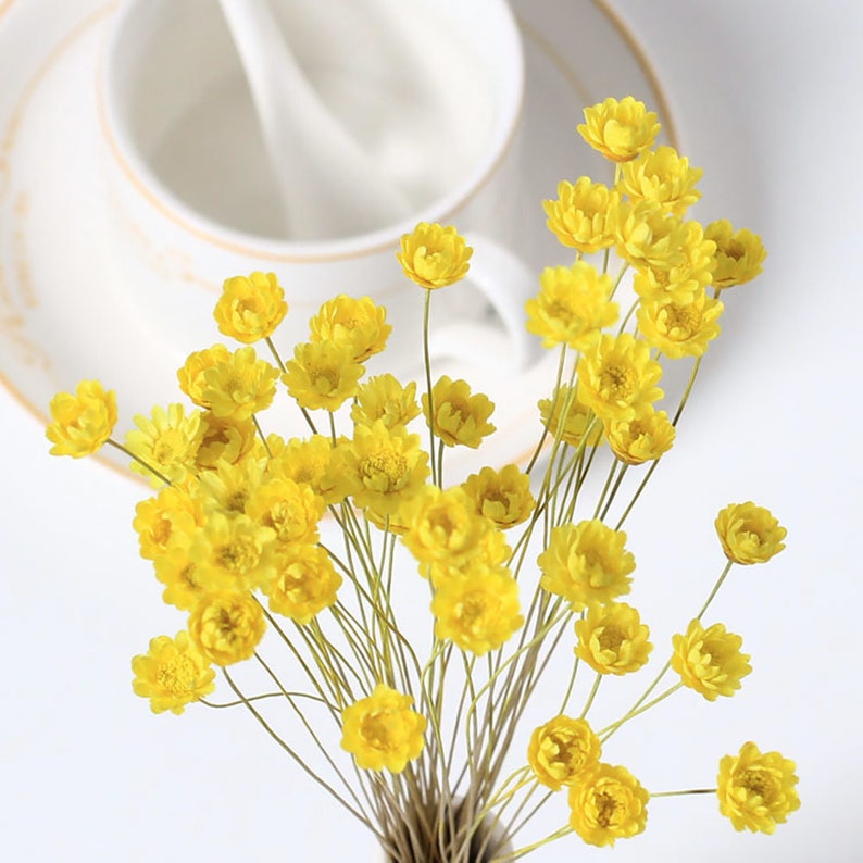 Dried Star Flowers14 Dried Flowers Arrangement Flowers for Etsy