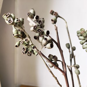 dried Zombie fruit branches，eucalyptus fruits branches，dried flowers arrangement，real plant for vase，home wedding decor