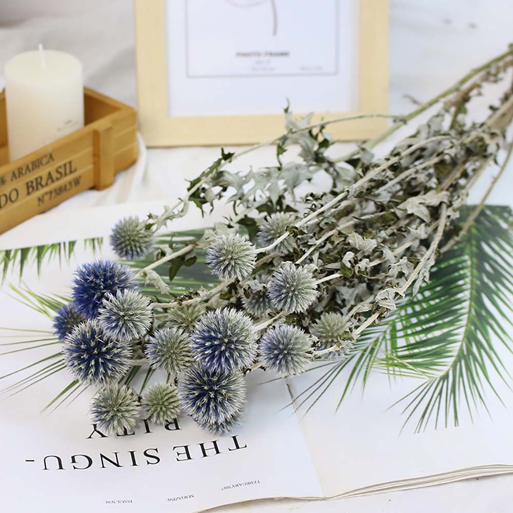 Natural Globe Thistle Bunch Dried Echinop Ballsdried Flowers Etsy
