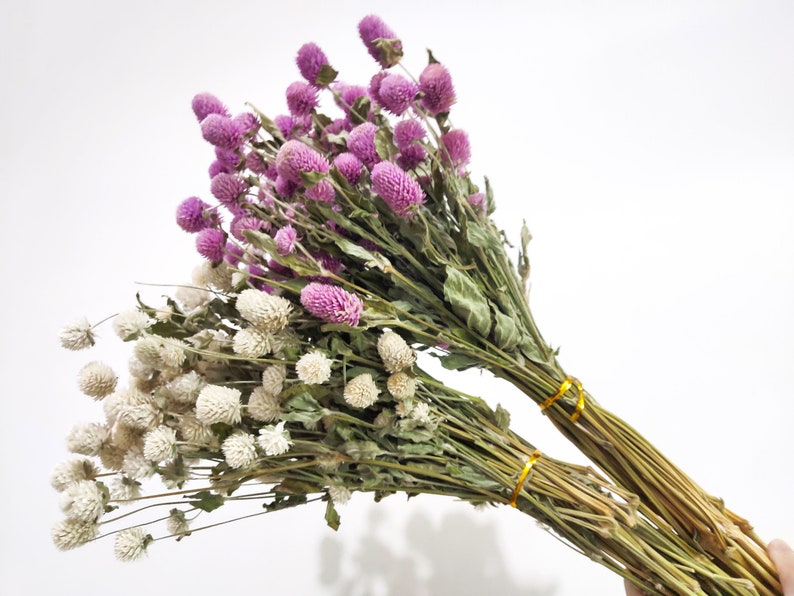 Dry Gomphrena Flower Globe Amaranth Primary Color Etsy