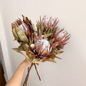 getrocknete Proteakönigsblume，1 Stiele，natürliche Proteakönigsblume，Trockenblumenarrangement，Blüte zur Vasenfüllung，Hochzeitspflanze，Frockenblumenkunst
