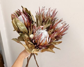 gedroogde protea koning bloem, 1 stengels, natuurlijke protea stengels, droog bloemstuk, bloem voor vaasvulling, trouwplant, fdry bloemkunst