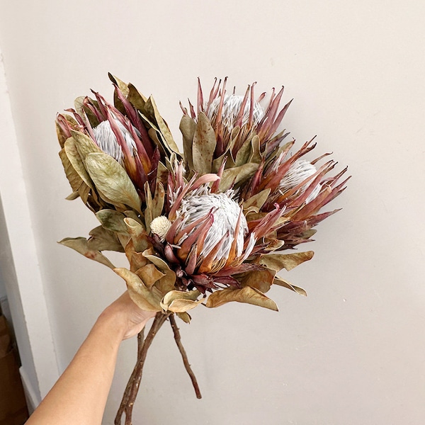 dried protea king flower，1 stems，natural protea stems，dry flower arrangement，flower for vase filling，wedding plant，fdry flower art