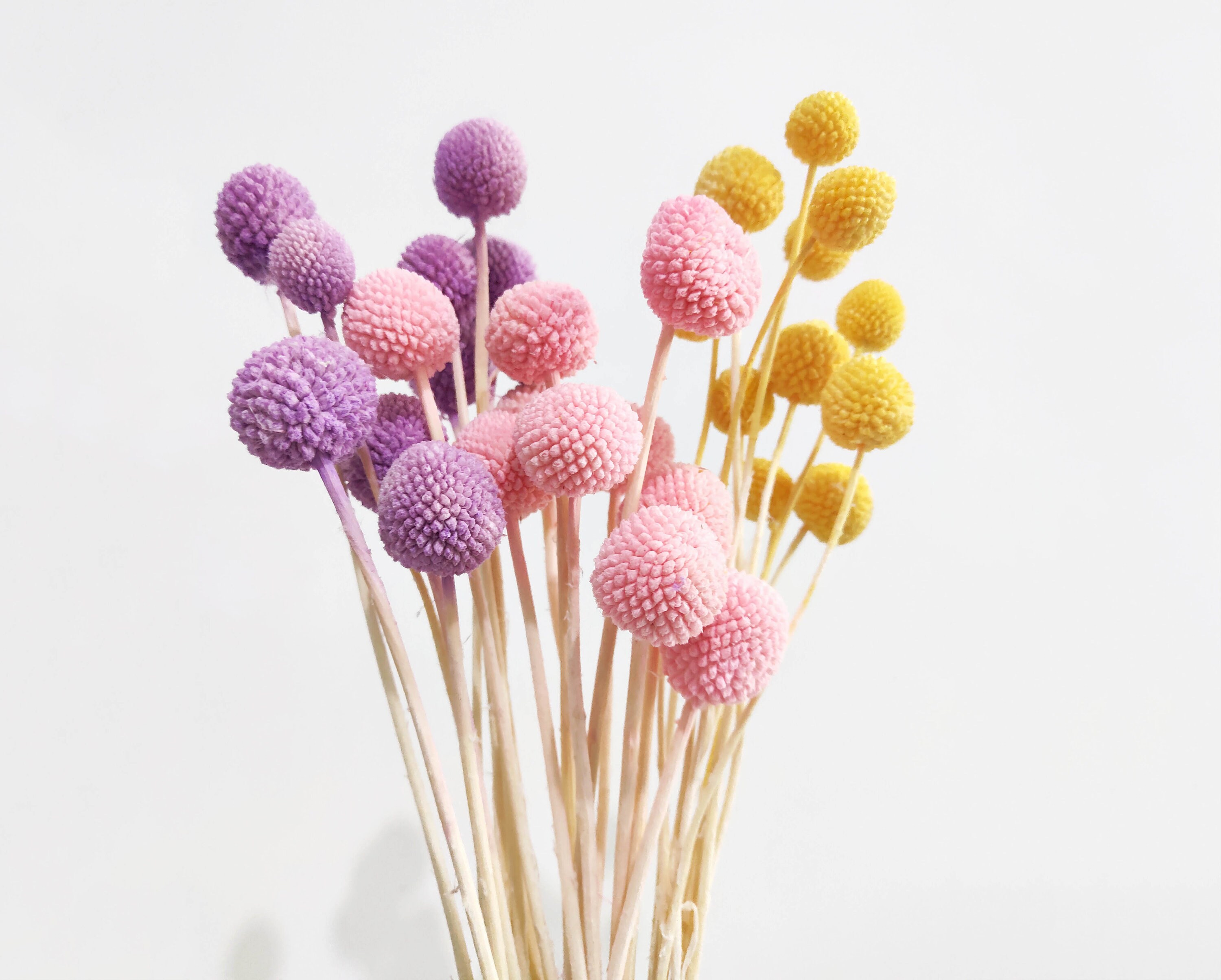 Dried Billy Balls dry Craspedia Billy Buttons dried ...