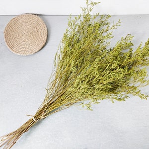 preserved Caspia Limonium  grass bundle，dried grass bouquet，dried flowers and grass，dried flower arrangement，home decoration，wedding bouquet