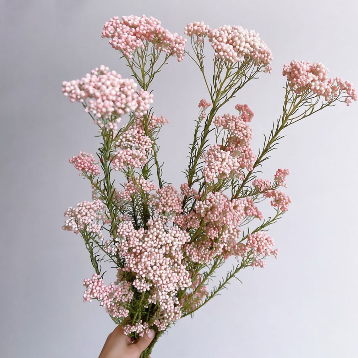 AUS Rice Flowers Bouquetdried Flowers Bouquetdried Floral Etsy