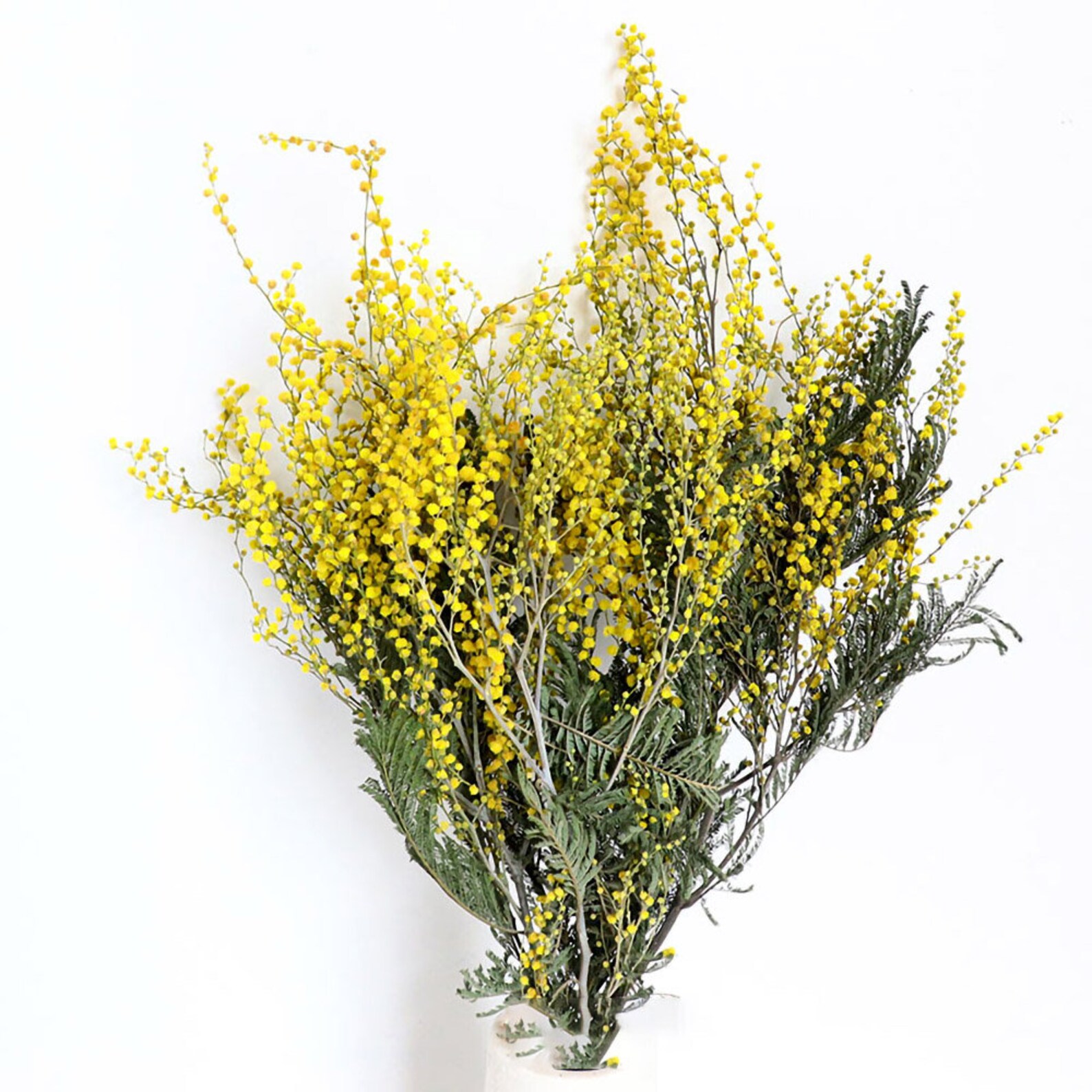 Dried flowers branchesnatural yellow mimosa tree Etsy