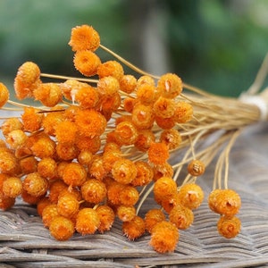 200 mini dried Brazilian flower，matural flower samll，dried flower arrangement，home/weeding decor，dry flower for vase，DIY floral，vase filling