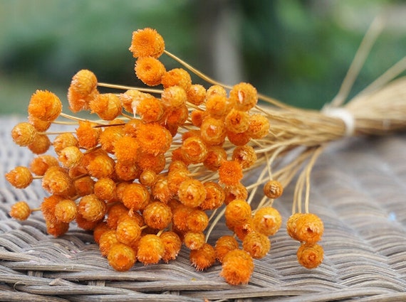 200 ramas de flores brasileñas flores secas pequeñas flores Etsy
