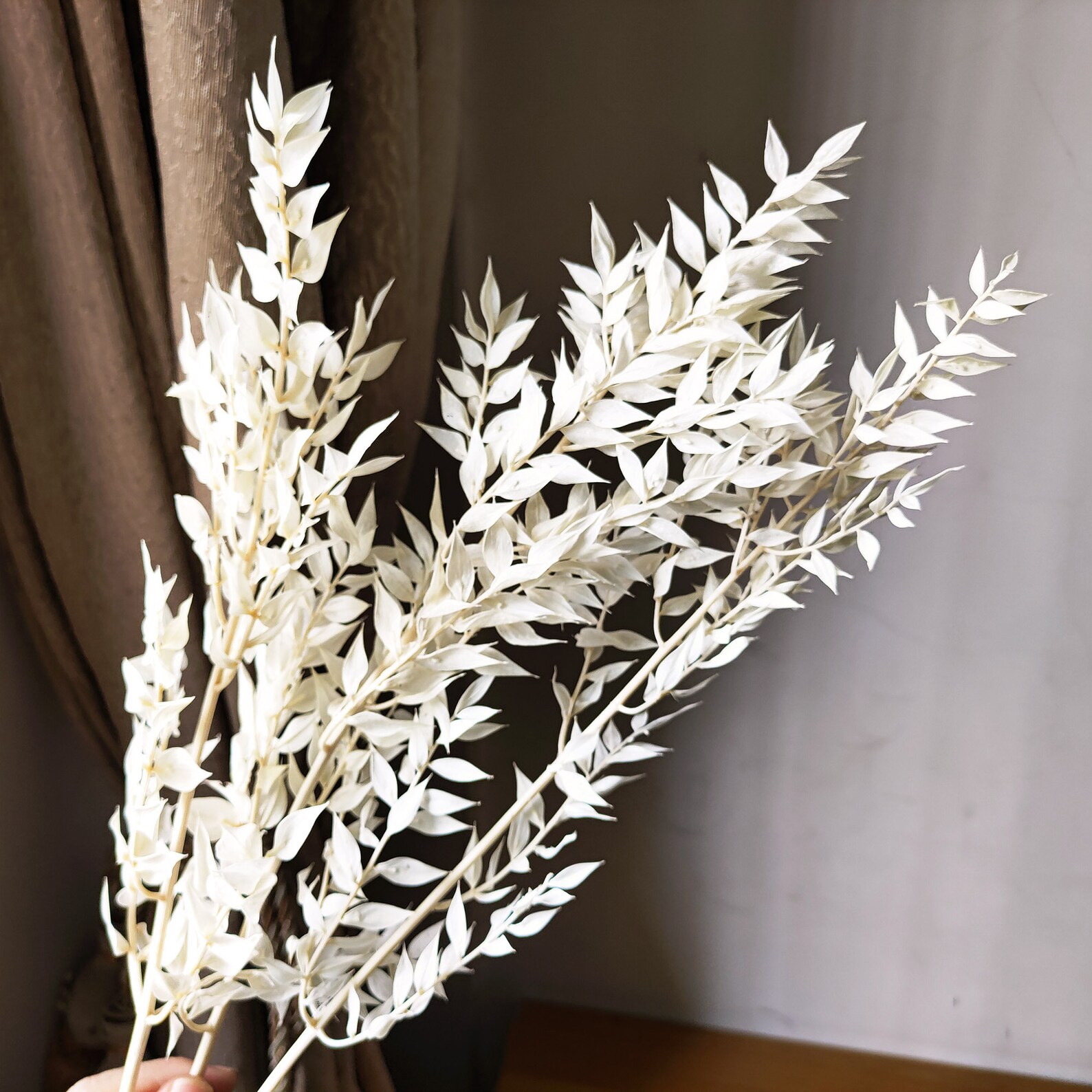 Dried Italian Ruscus Leaf Branchespreserved White Leaves Etsy