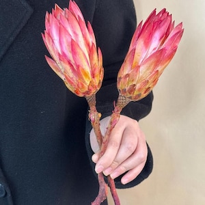 Dried pink protea repen, natural Protea branches, dry flowers for vase, home decor，wedding bouquet decor,dried flower arrangement，DIY floral