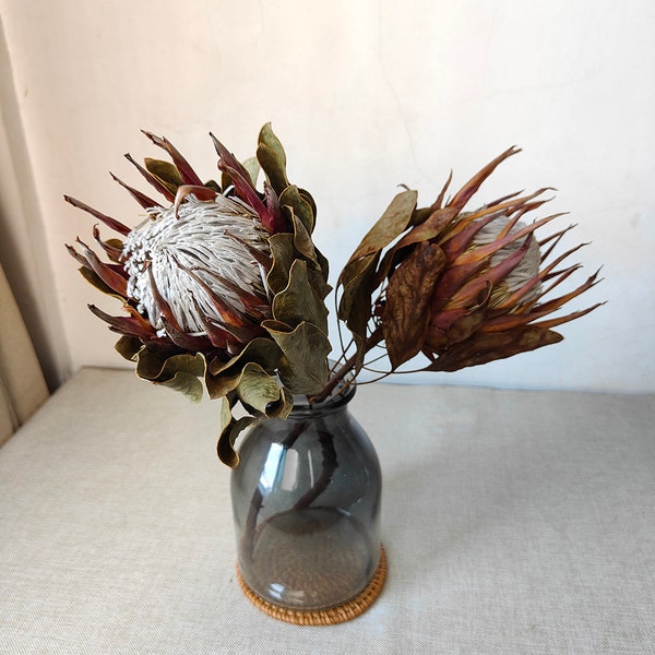 natürliche Protea Königsblume, getrocknete Protea-Stiele, große Blume für Vasenfüllung, Blumenarrangement, Boho-Wohnkultur, Hochzeitsblumendekor