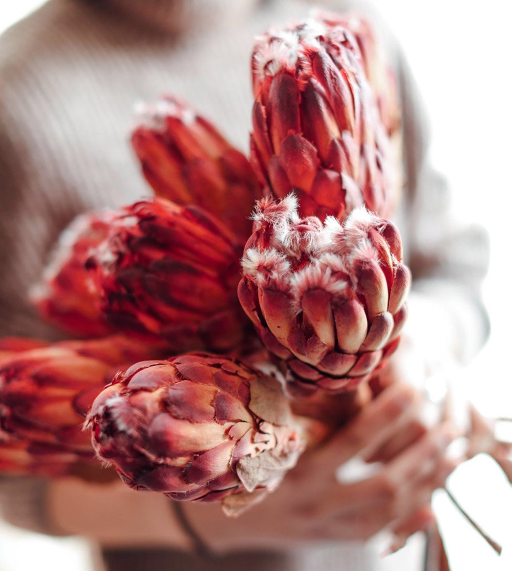 Natural Protea Flowers dry Protea Lotus Branchesdry Flowers Etsy