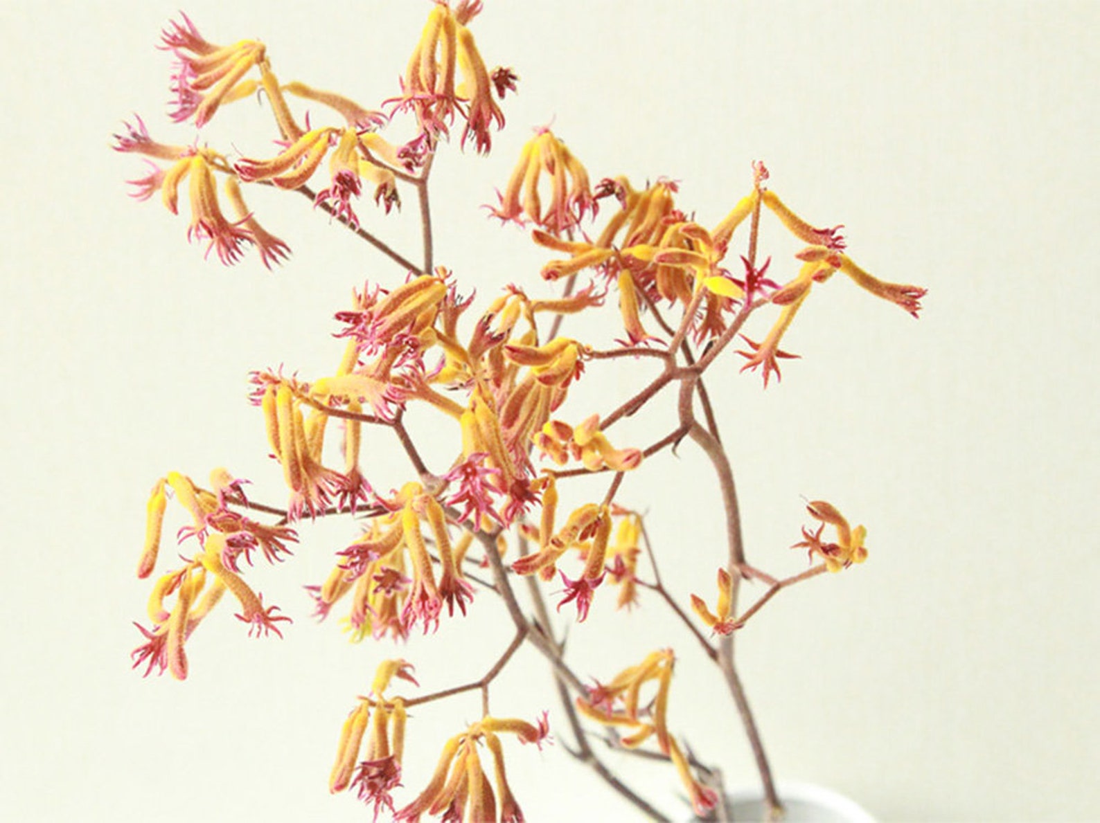 Preserved Kangaroo Flowerdry flowers branchesdried flowers Etsy