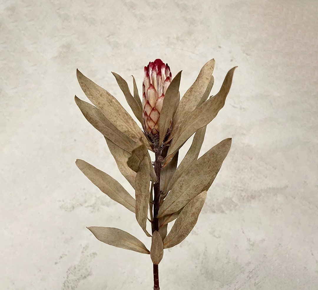 1/2 /5 Dried Small Protea Flower ,natural Protea Princess Stems,dried