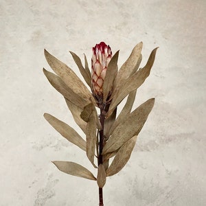1/2 /5 dried small protea flower ,natural  protea Princess stems，dried flower，flower arrangement，wedding flower decor，home  decoration