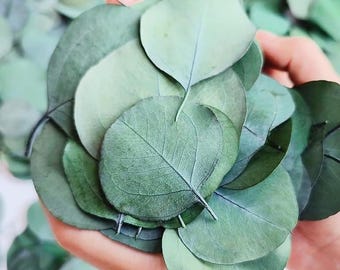 100 foglie di eucalipto essiccate, ideali per decorazioni da tavola, coriandoli per matrimoni, decorazioni per la casa, materiali per lavori manuali fai da te.