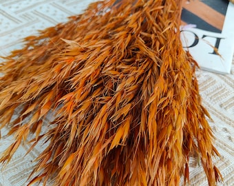 May include: A bundle of dried, golden-brown ornamental grass. The feathery plumes have a warm, autumnal color, with hints of orange and tan. The dried grass is arranged in a dense, textured bunch, suitable for home decor or floral arrangements.