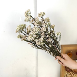 Natürliche getrocknete Reisblume, getrocknete Blumenarrangement für Blumenstrauß, Girlanden, Vasenfüllung, Heimdekoration, DIY-Bastelbedarf, Hochzeitsblumendekor