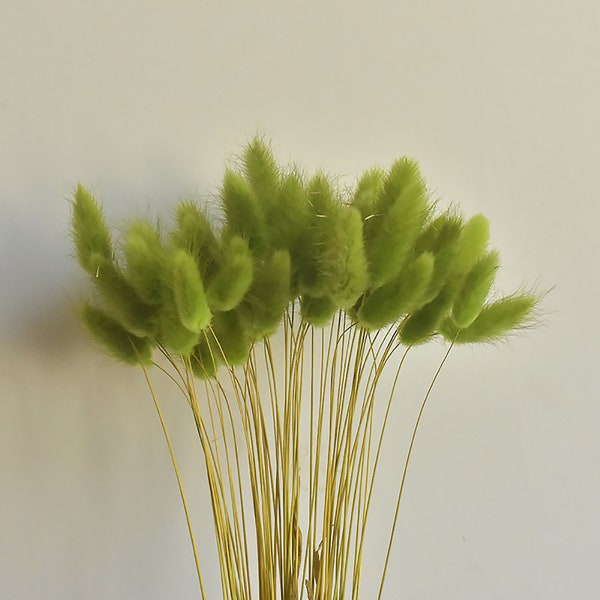 4 color dried lagurus grass bunch，natural bunny tail grass bouquet，grass for vase filler，DIY  craft supply ，home decor，wedding grass decor