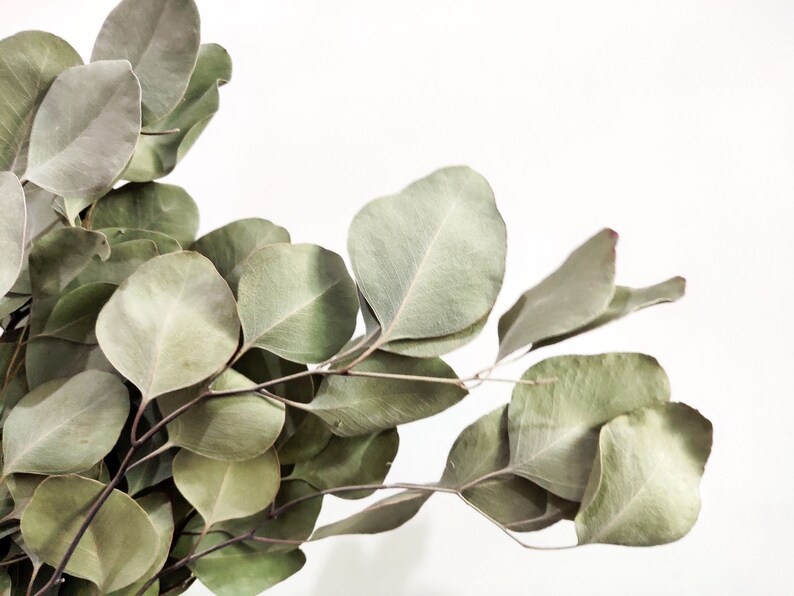 Dried Eucalyptus Silver Dollar eucalyptus branches Etsy
