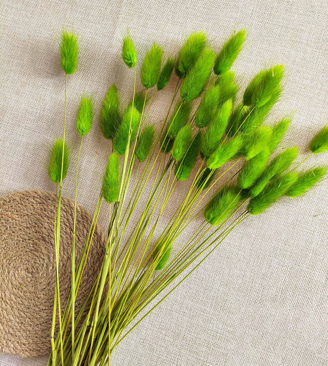 4 Color Dried Bunny Tail Grass natural Lagurus Ovatus Etsy