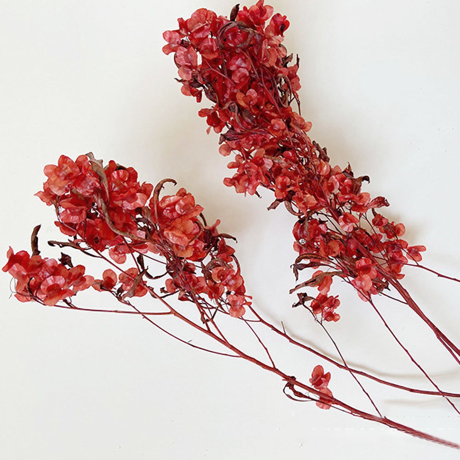 Dry Red Flowers Bouquetdried Flowers Arrangementcraft Supply for